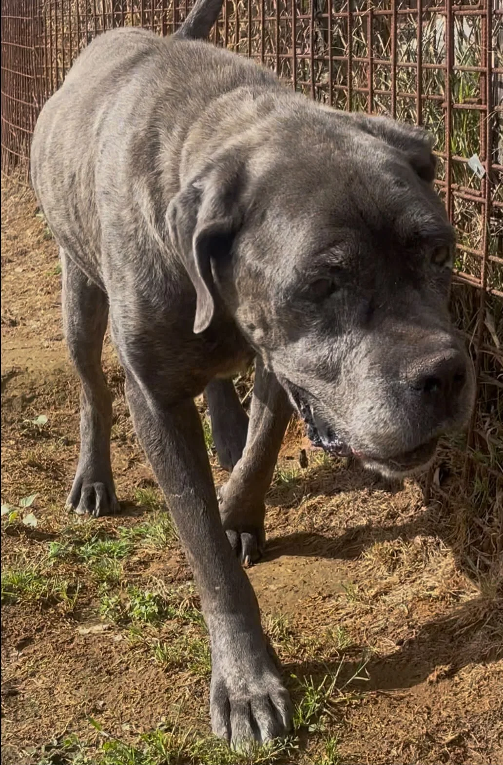 Foto 2 di Max, cane Corso in adozione