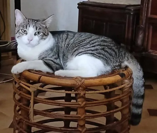 Tigro, gatto in adozione a Latina - foto 3