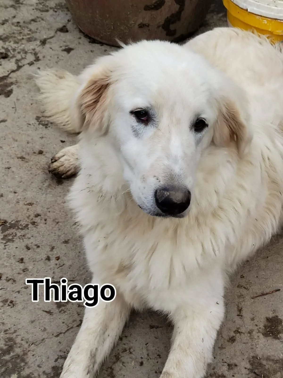 Thiago, cane Mix Pastore abruzzese in adozione a Firenze - foto 1