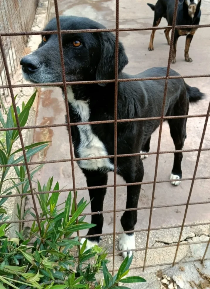 Giulio, cane Meticcio in adozione a Siracusa - foto 3