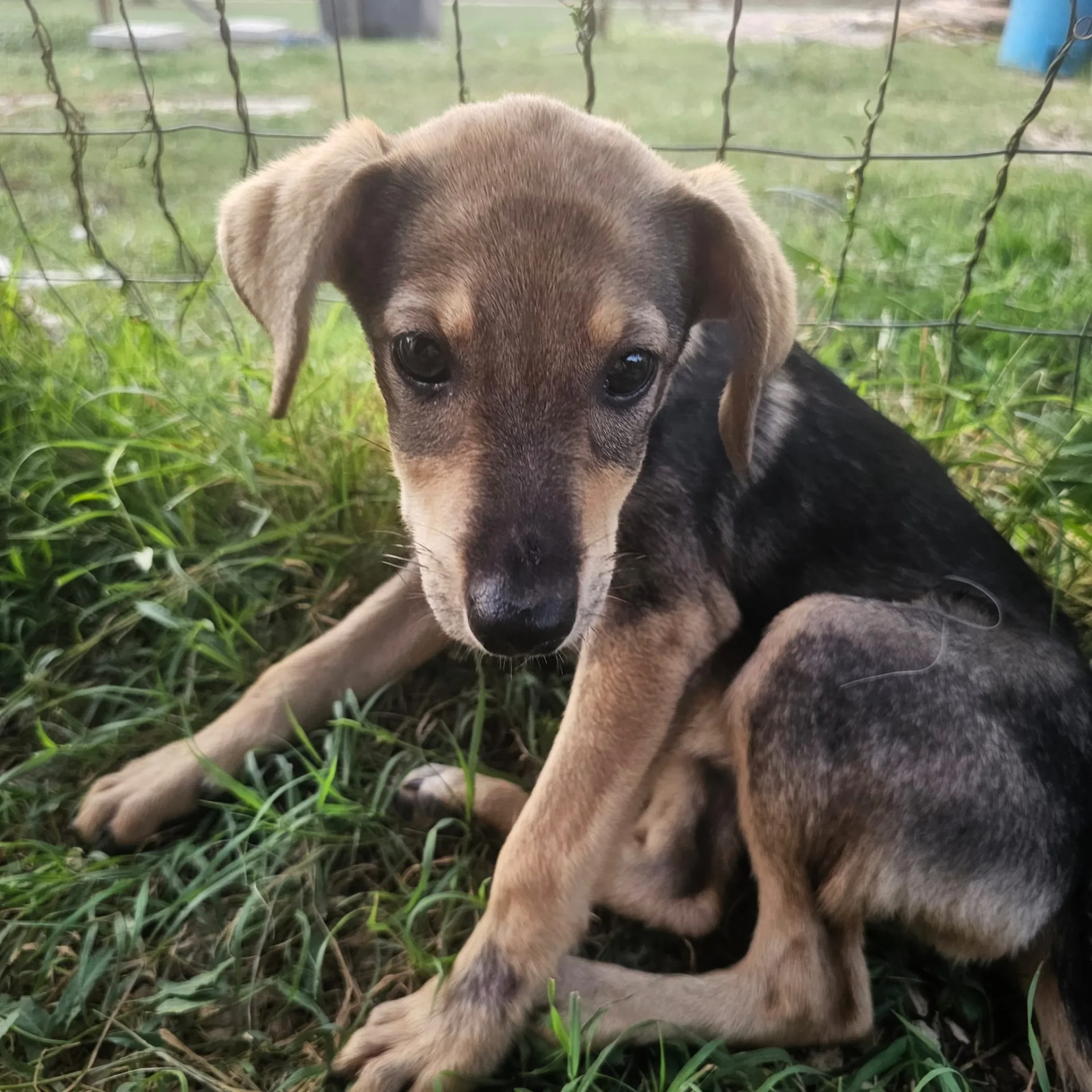 Agostina, cane Meticcio in adozione a Frosinone - foto 2