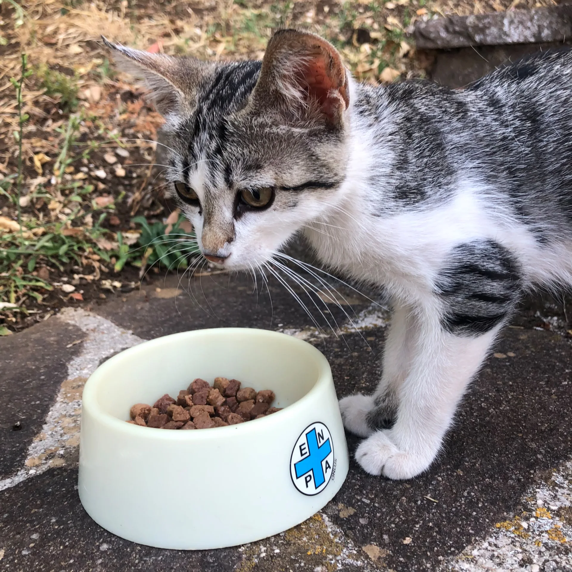 Foto 3 di Minu', gatto Europeo in adozione