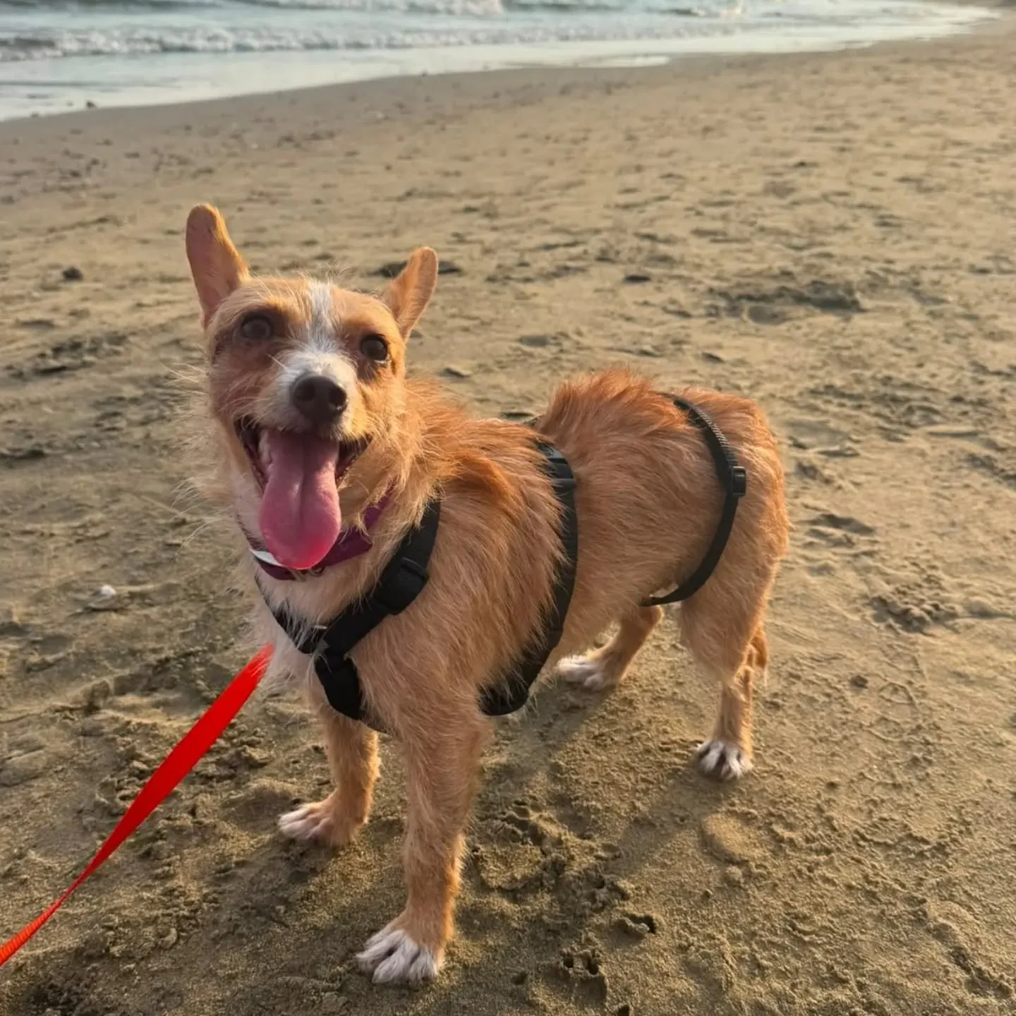 Agata, cane meticcio in adozione a Latina - foto 2