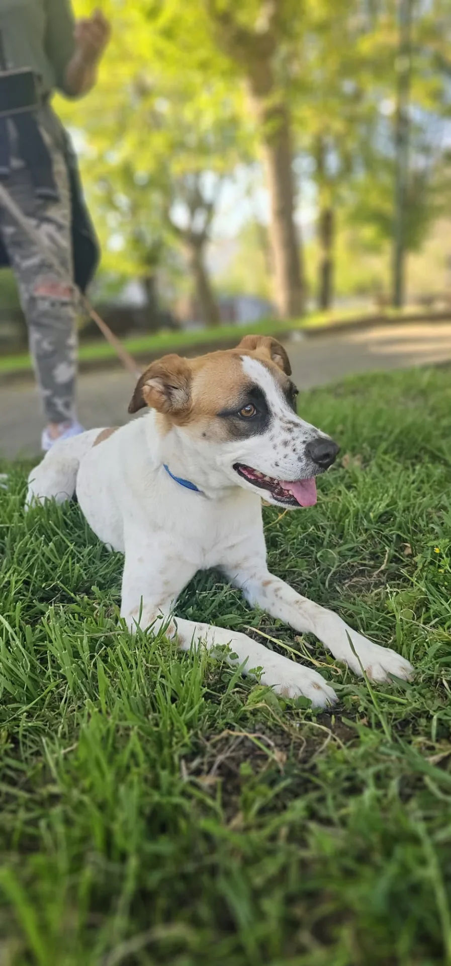 Azzurra, cane Meticcio in adozione a Caserta