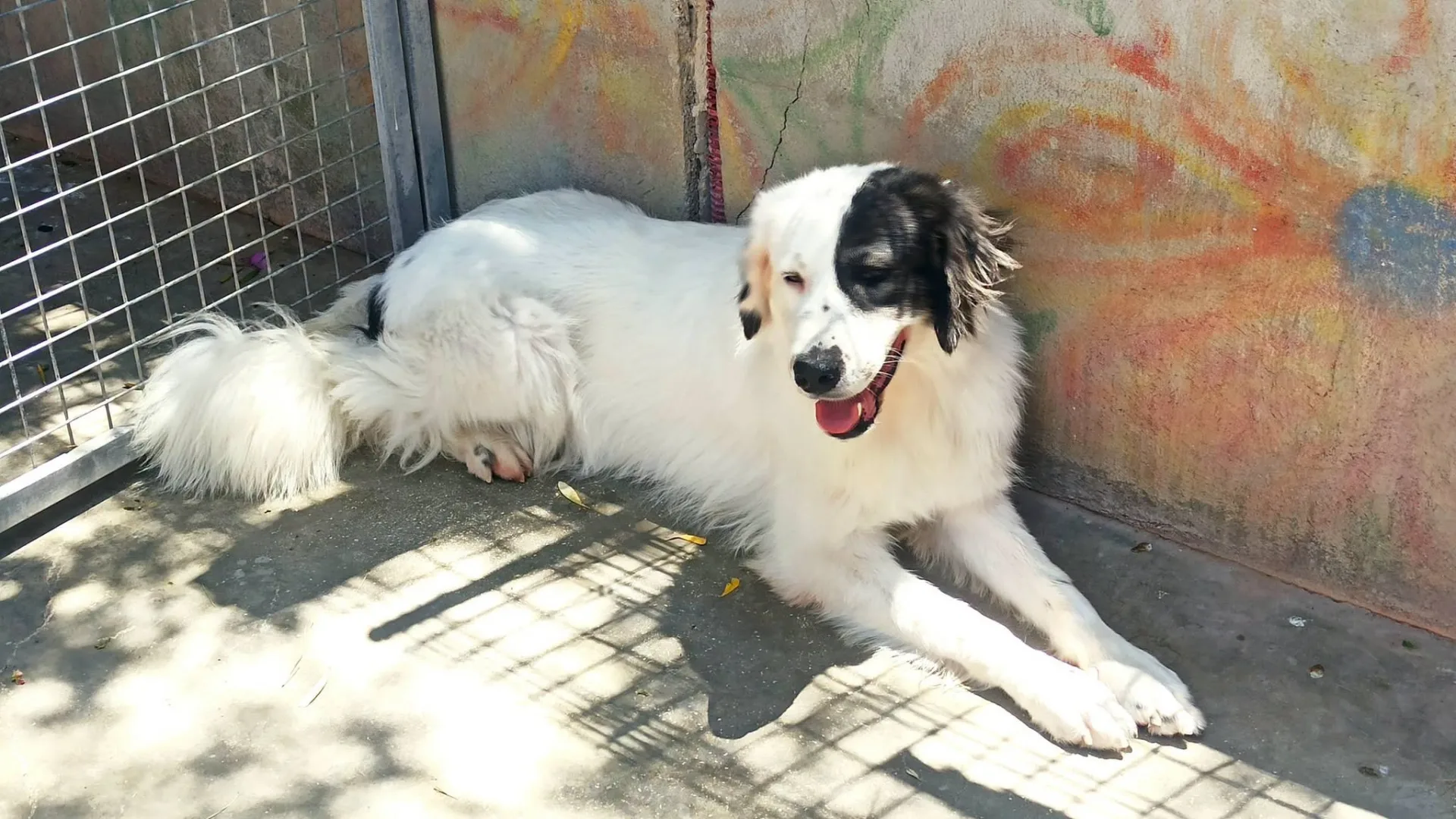 Sissy, cane Incrocio pastore dei pirenei in adozione a Bari - foto 4