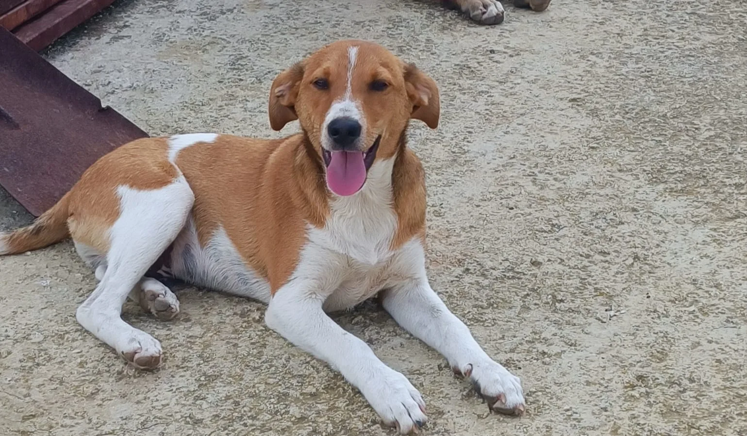 Foto 4 di Simba, cane Meticcio in adozione