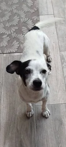 Macchietta, cane meticcio in adozione a Latina