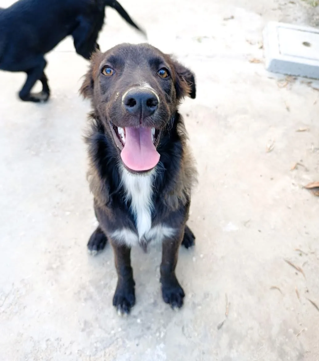Nala, cane Meticcio in adozione a Benevento - foto 1