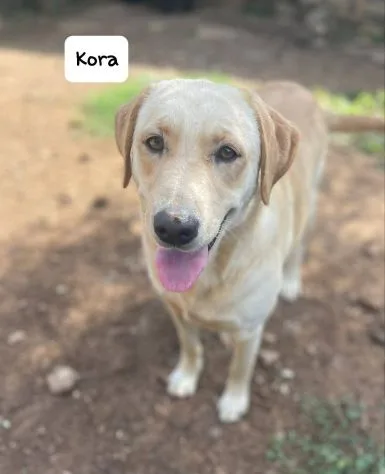 Kora, cane meticcio in adozione a Latina - foto 1