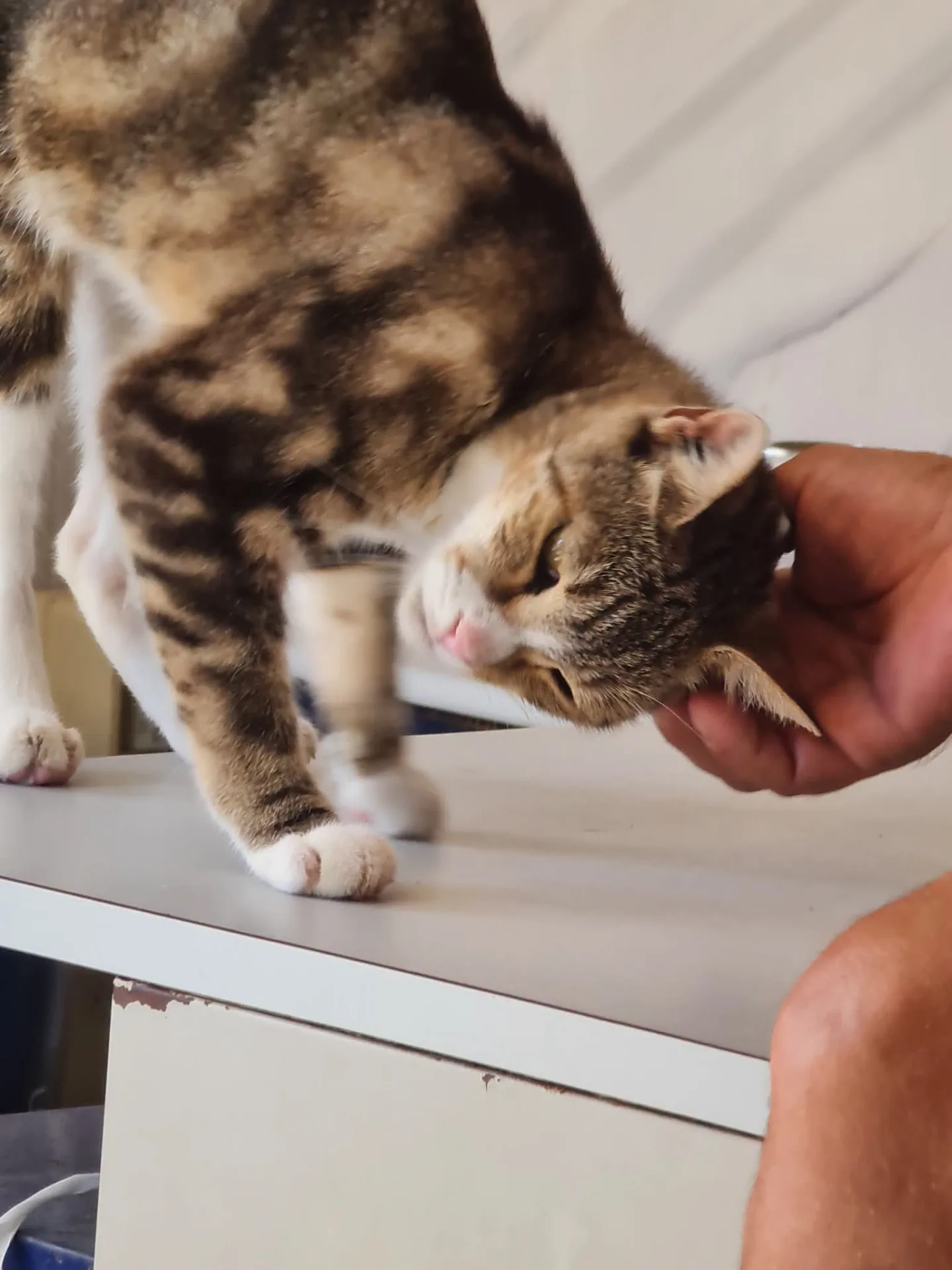Stella, gatto Meticcio in adozione a Trapani - foto 5