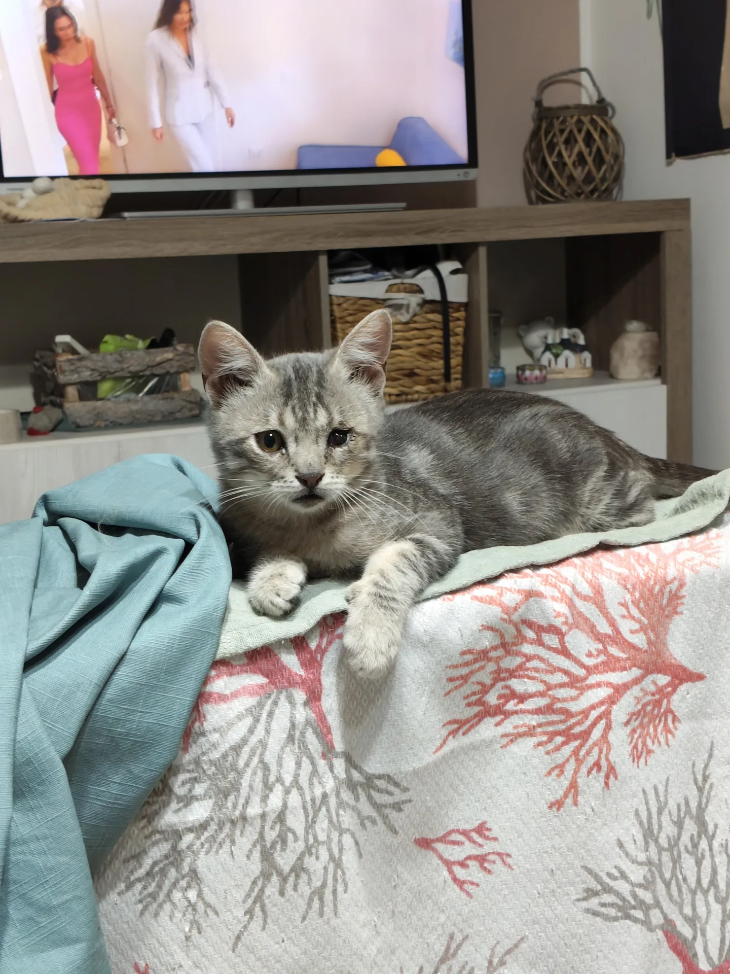 Dario, gatto Europeo in adozione a Napoli - foto 3