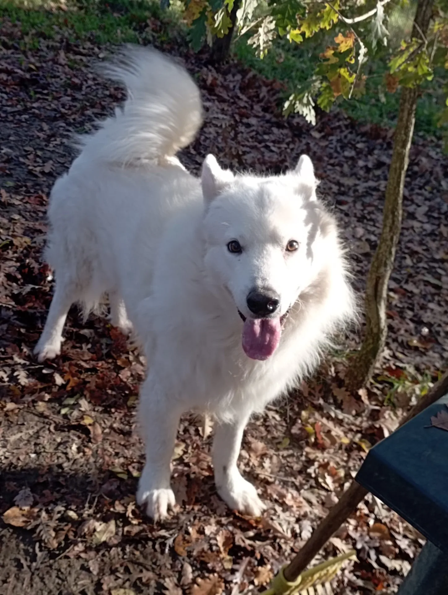 Marcello, cane meticcio in adozione a Viterbo - foto 4