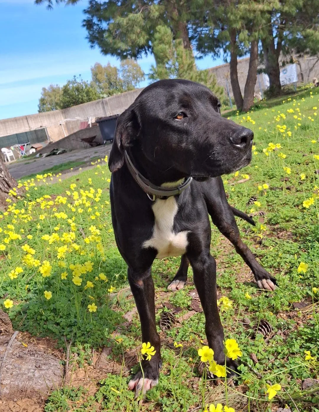 Benny, cane Meticcio in adozione a Crotone - foto 3