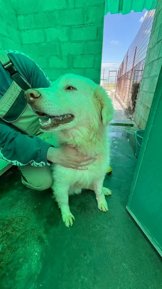 Teo, cane Meticcio in adozione a Siracusa - foto 3
