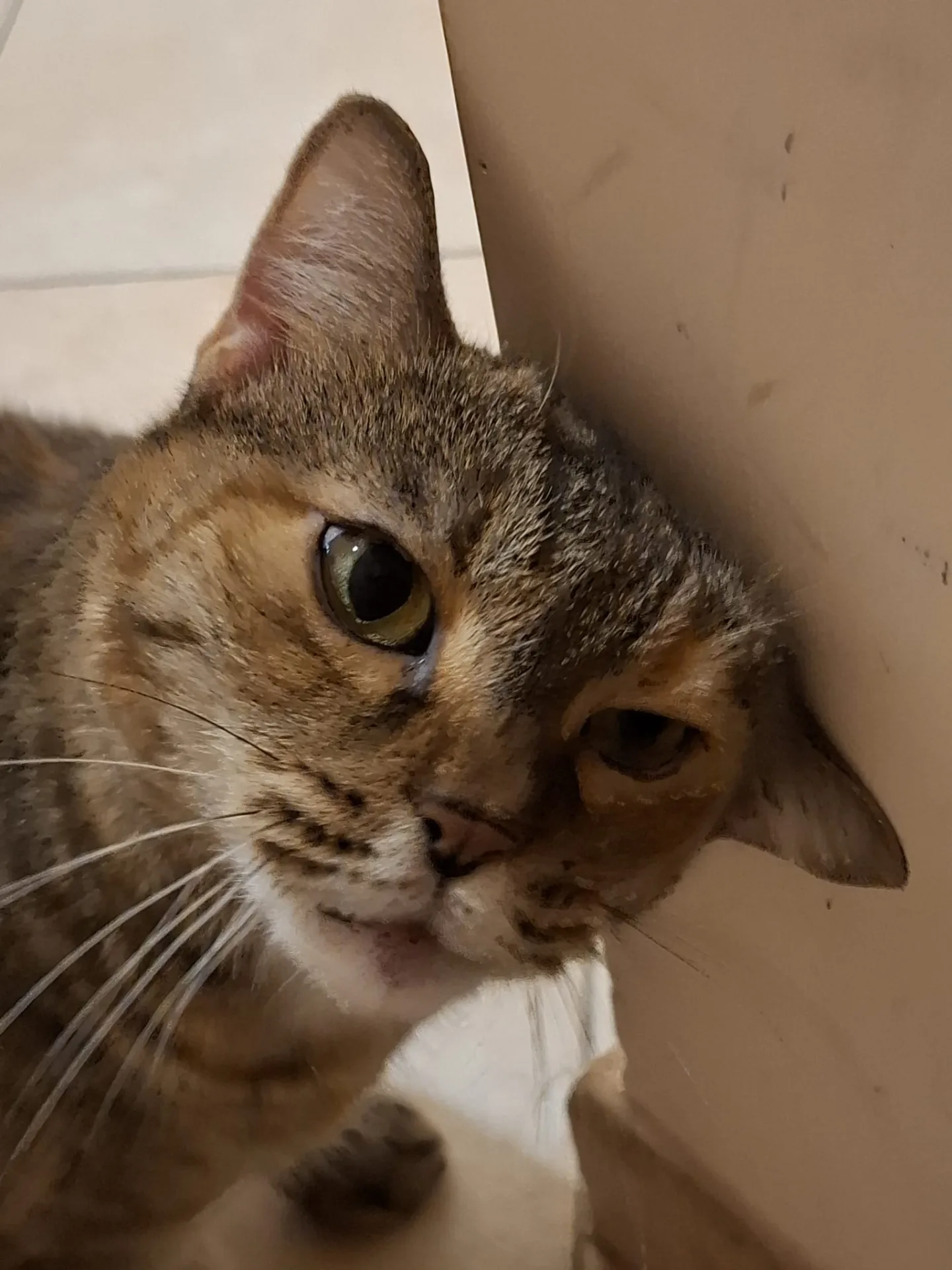 Chicca, gatto Europeo in adozione a Roma - foto 3