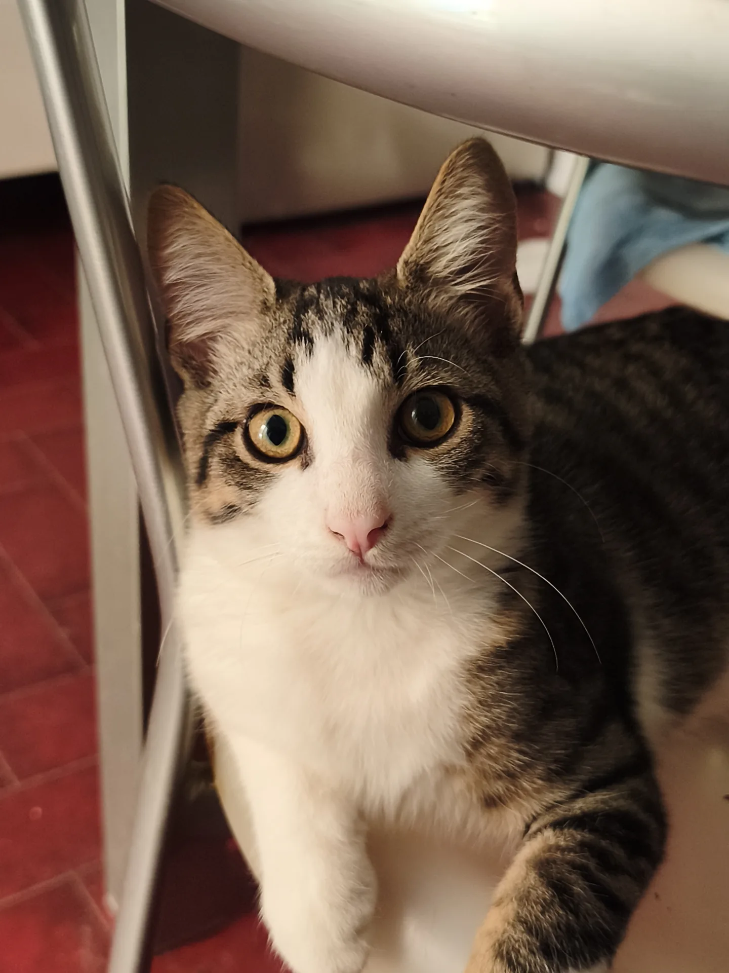 Biscotto, gatto Europeo in adozione a Latina