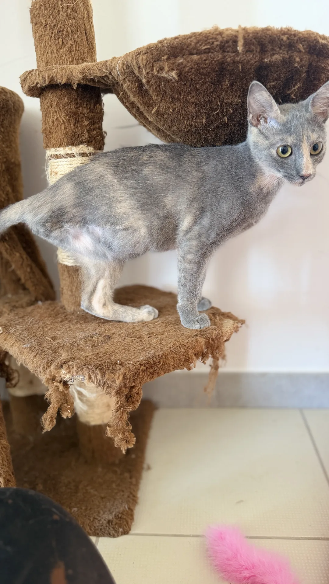Micina, gatto Europeo in adozione a Bari - foto 3