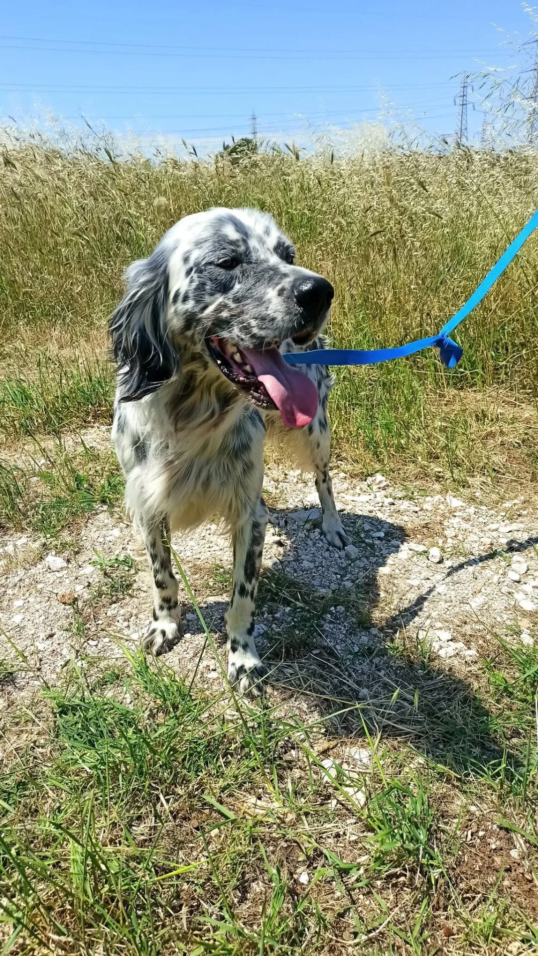 Casper, cane setter inglese in adozione a Bari - foto 4