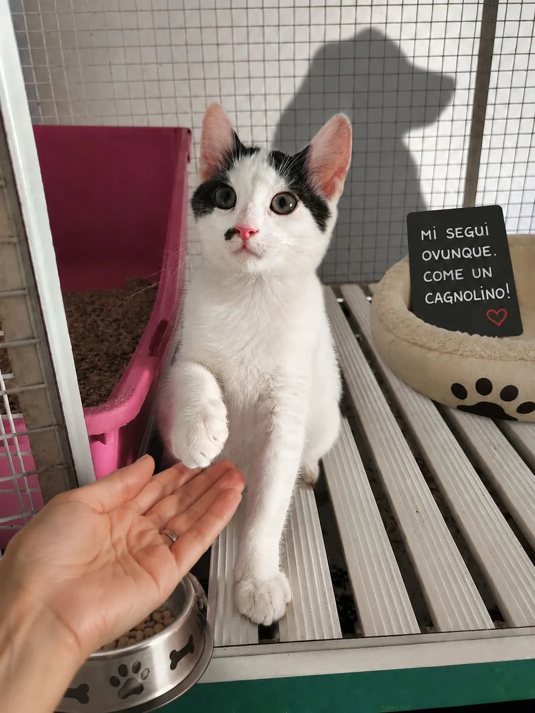 Grisù, gatto europeo in adozione a Milano