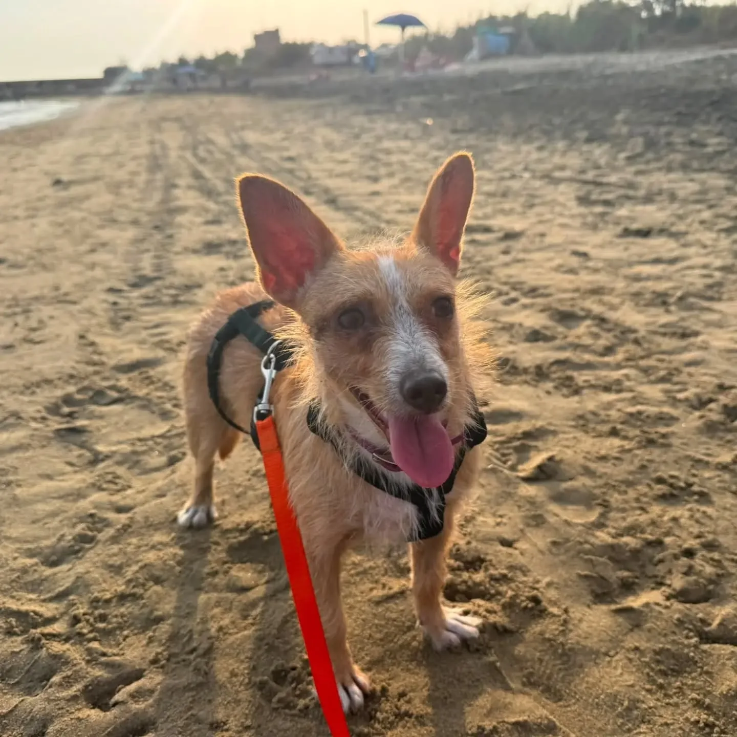 Agata, cane meticcio in adozione a Latina - foto 5
