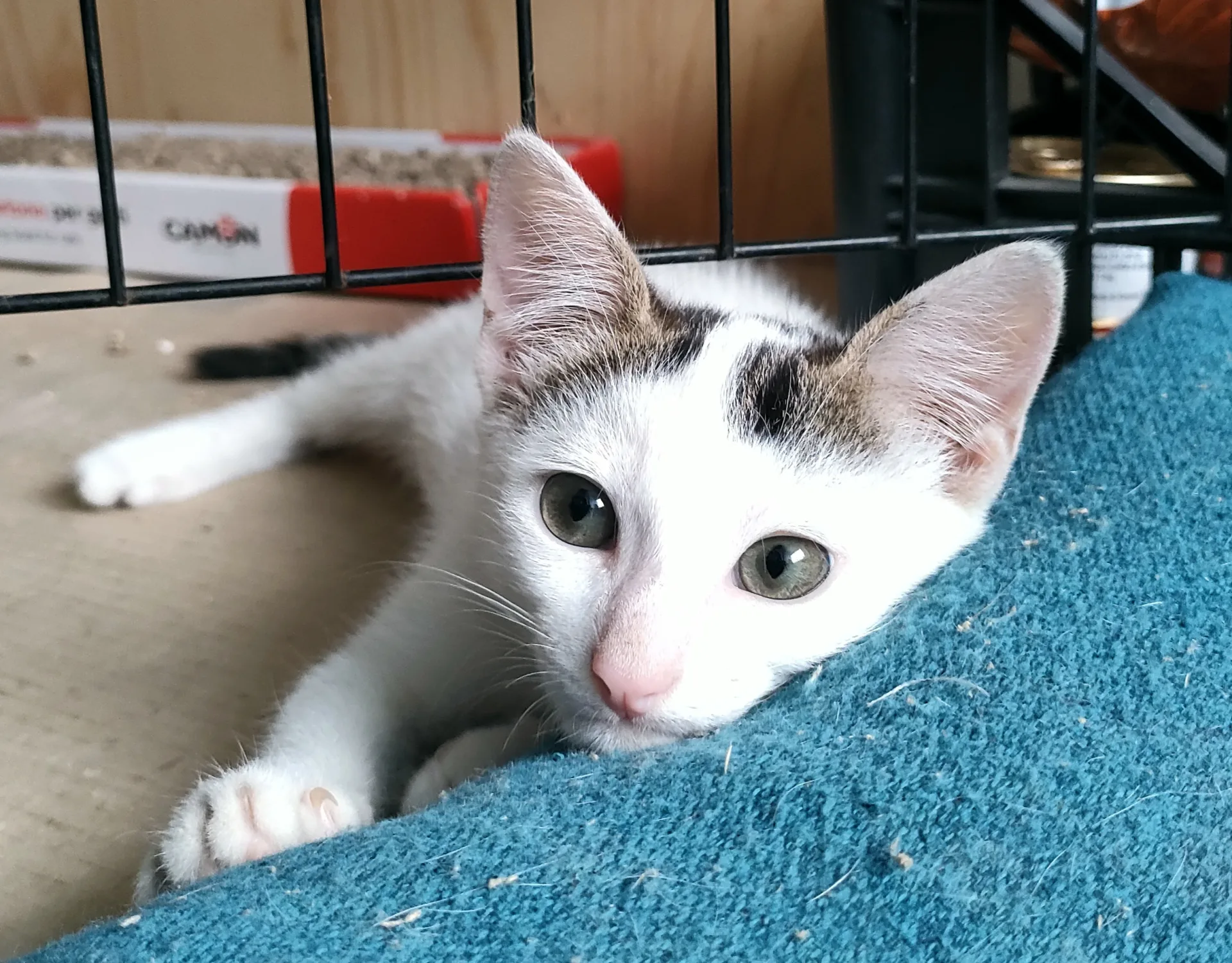 Sirio, gatto Europeo in adozione a Cuneo - foto 1