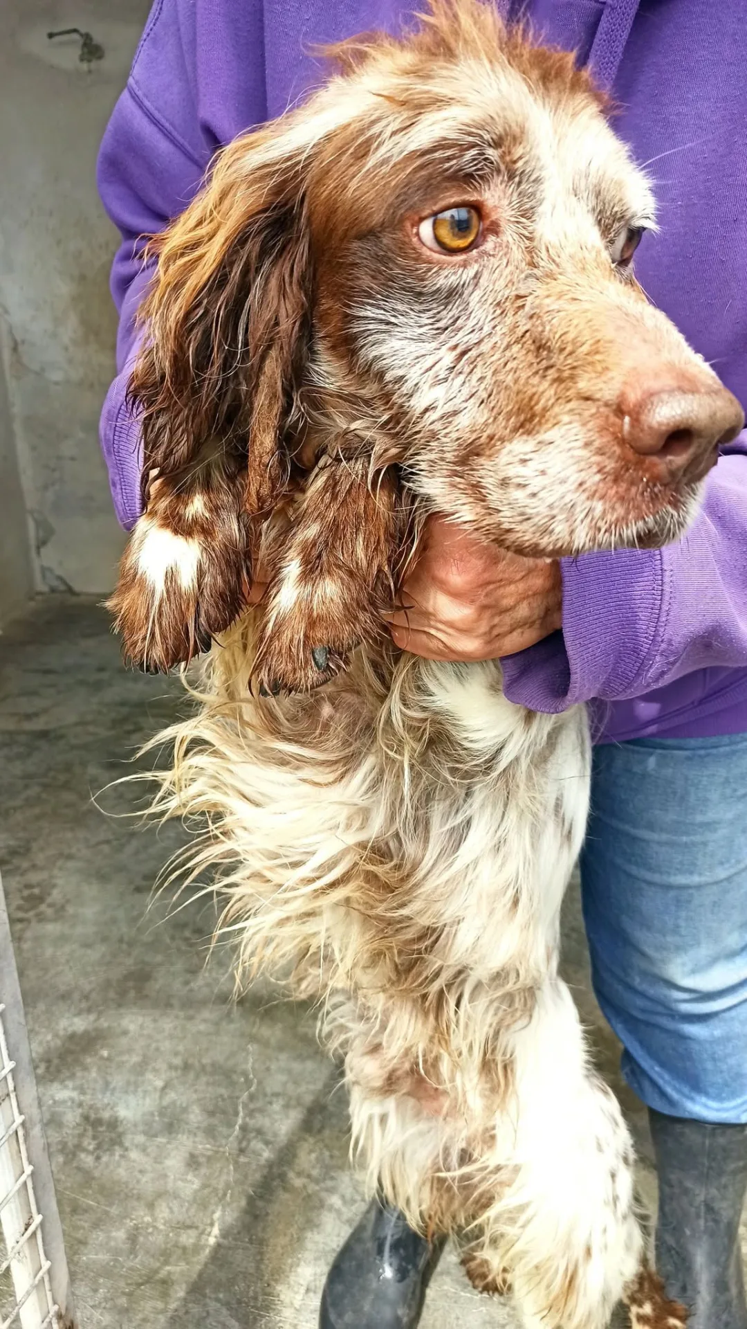 Ralph, cane setter inglese in adozione a Bari - foto 2