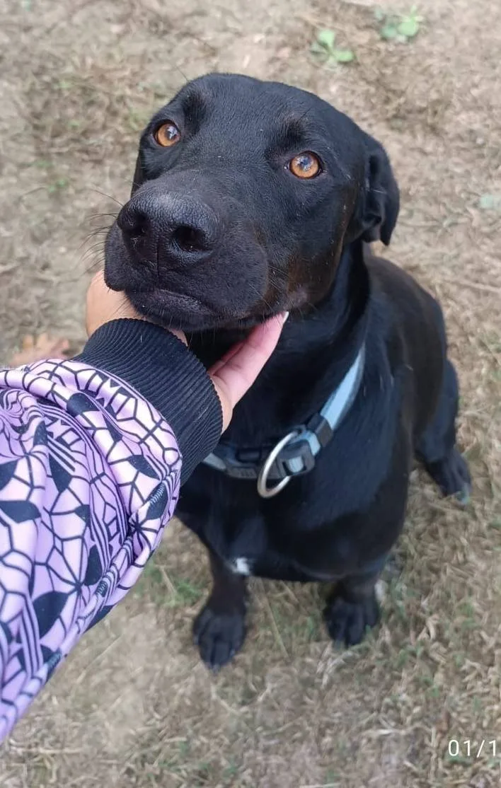 Buzz, cane meticcio in adozione a Latina - foto 5