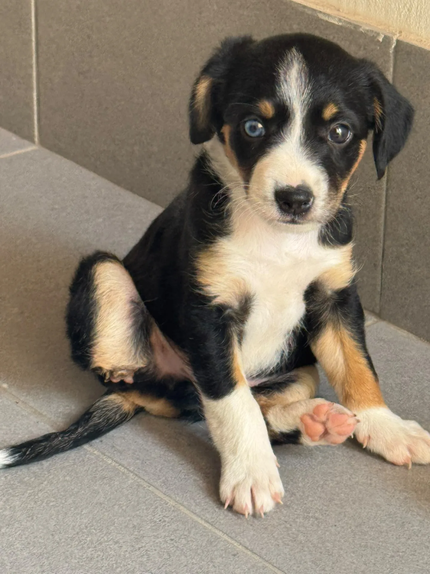 Blu, cane Meticcia in adozione a Siracusa - foto 1
