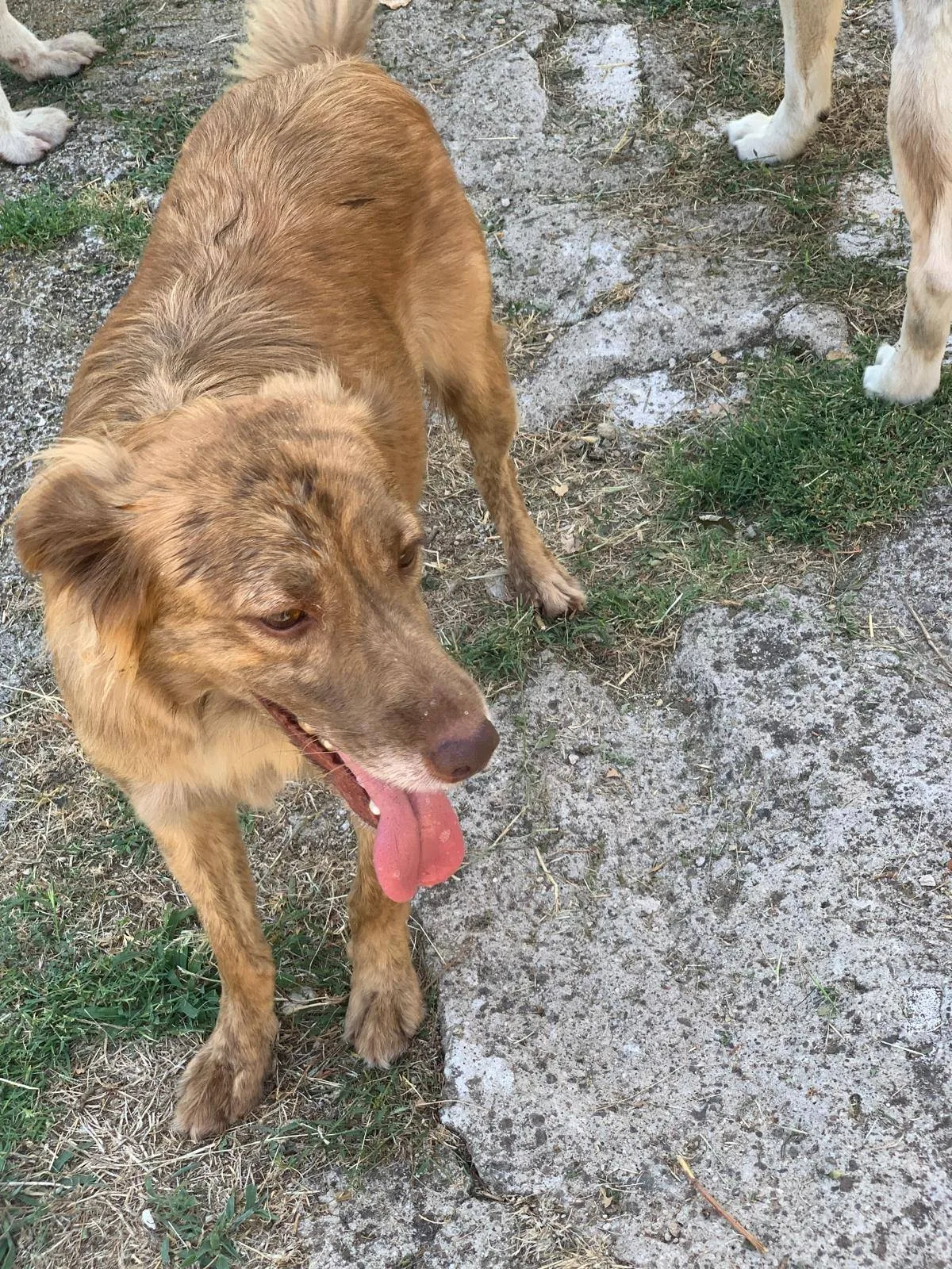 Fritz, cane in adozione a Latina - foto 2