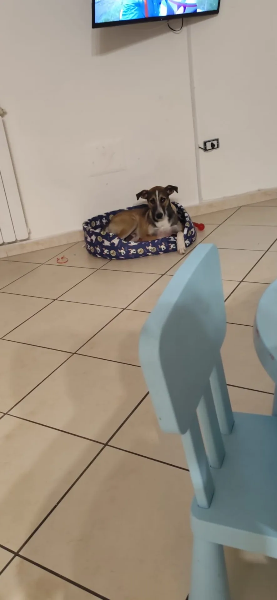 Jason, cane Meticcio in adozione a Napoli - foto 3