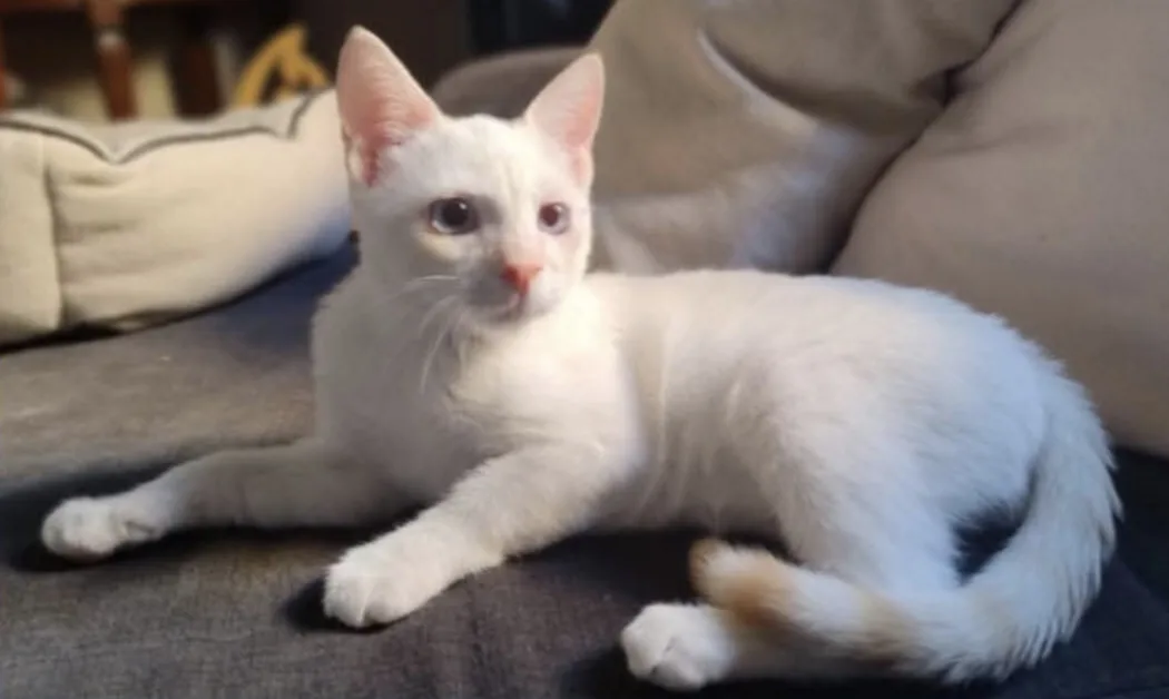 Ice, gatto in adozione a Milano - foto 2