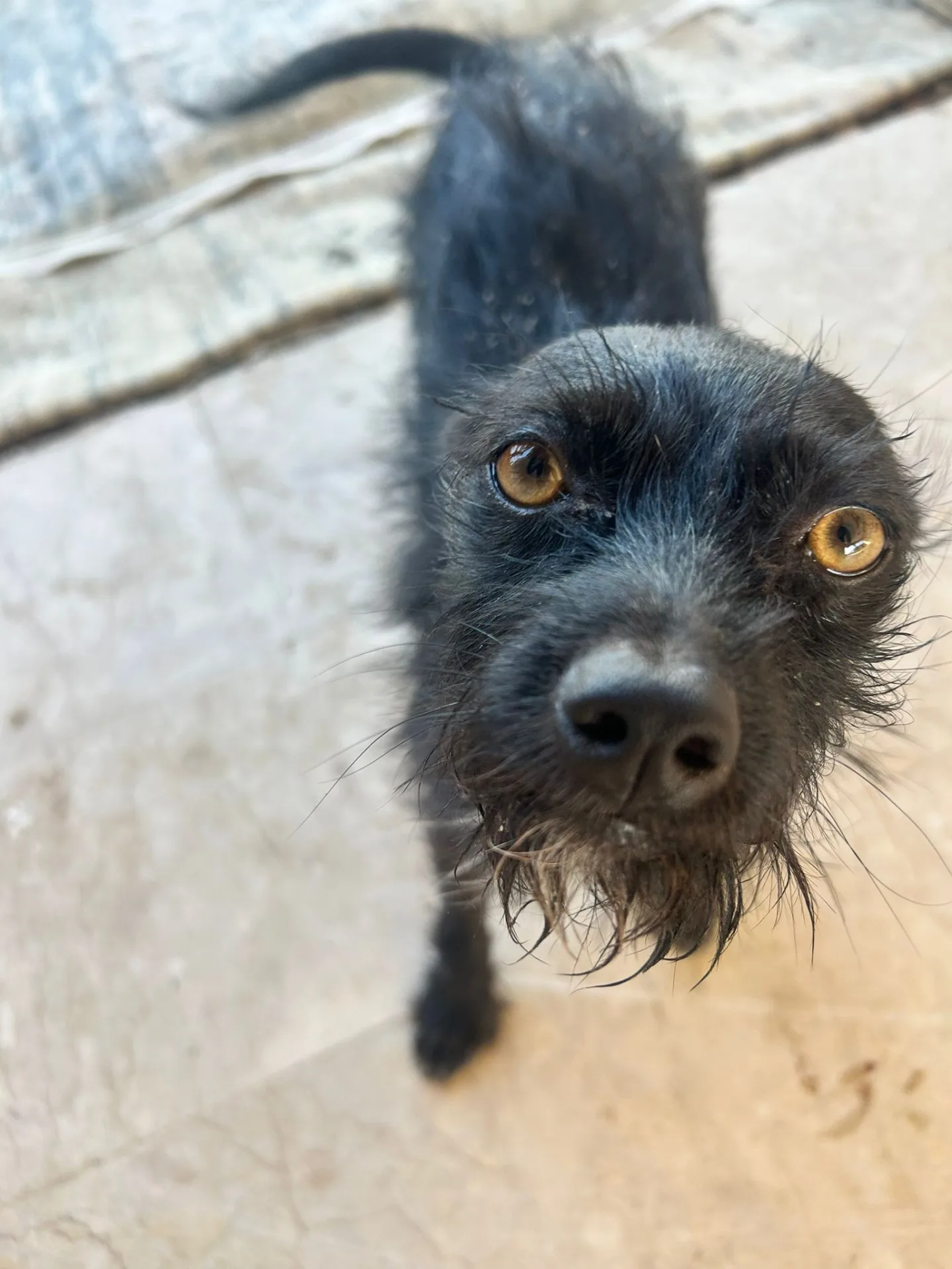 Scugnizza ed Ercole, cane Terrier in adozione a Padova - foto 4
