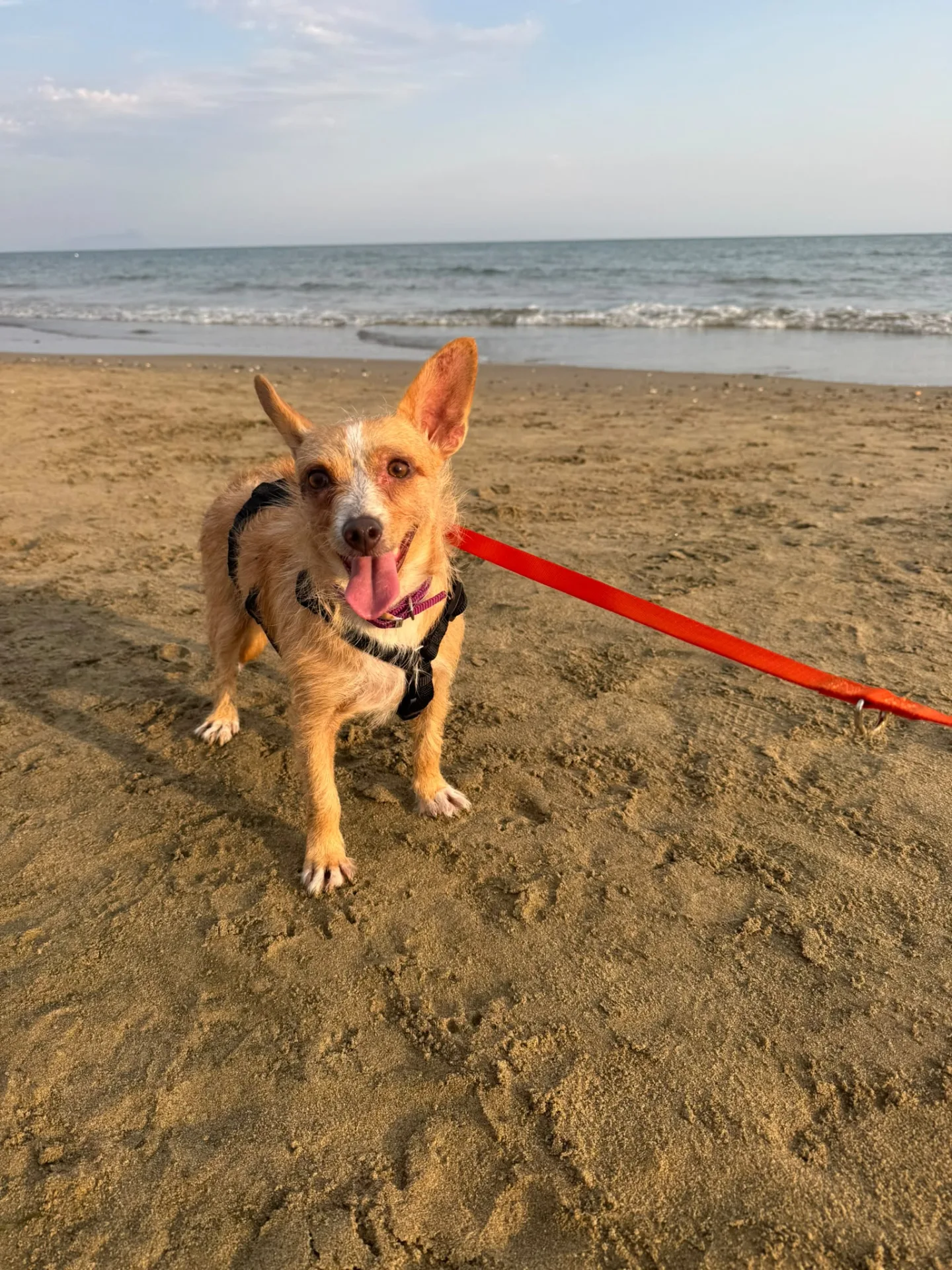 Agata, cane meticcio in adozione a Latina