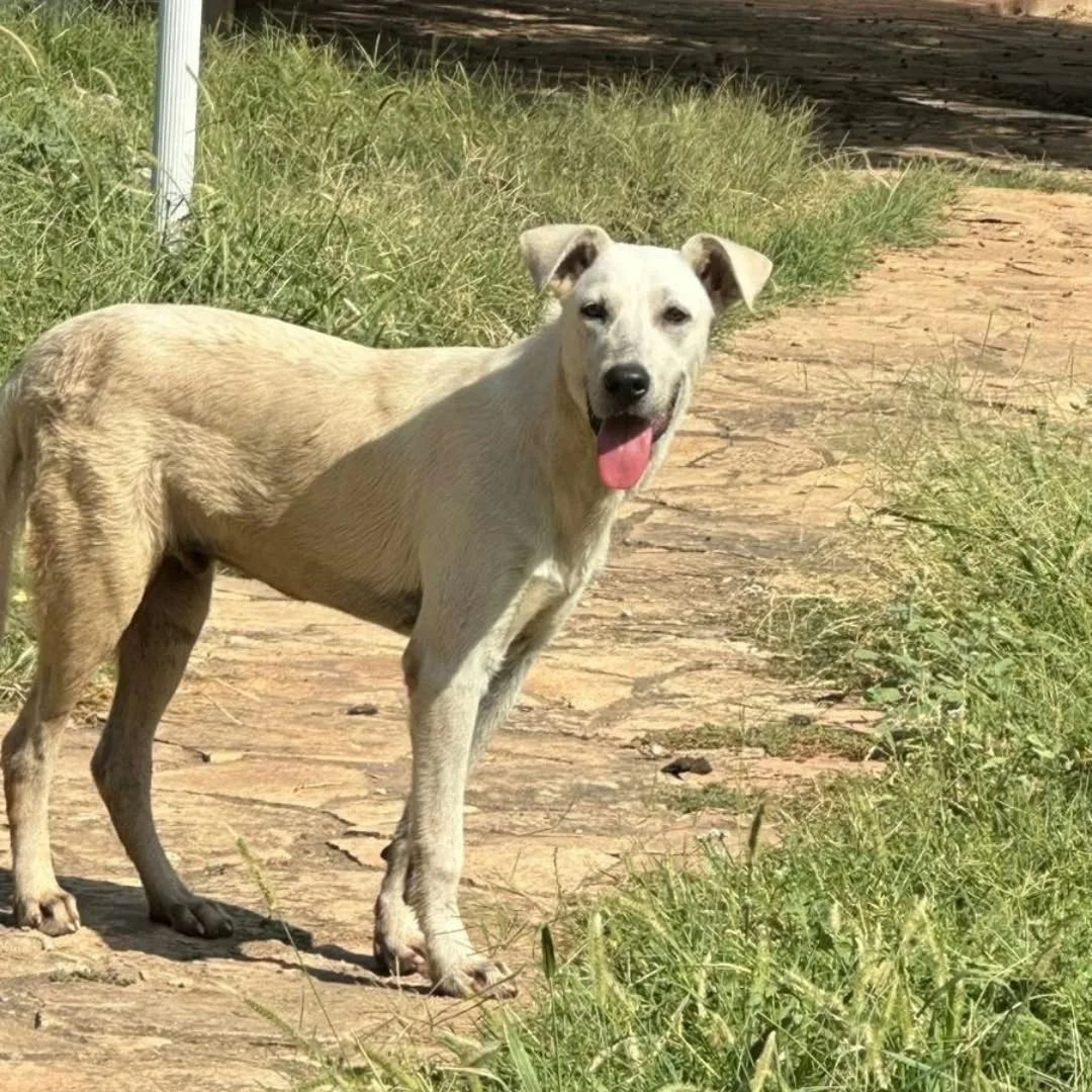 Giove, cane Meticcio in adozione a Crotone - foto 4