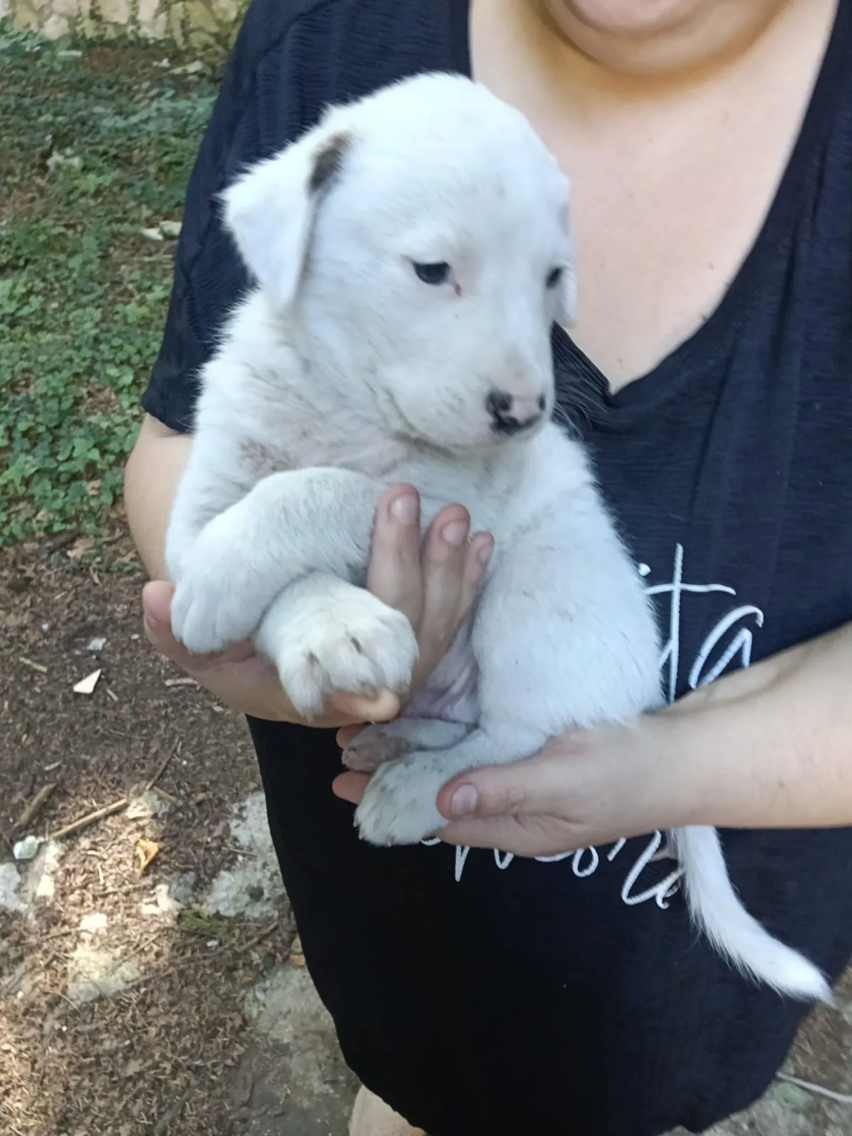 Manny, cane meticcio in adozione a Avellino - foto 2