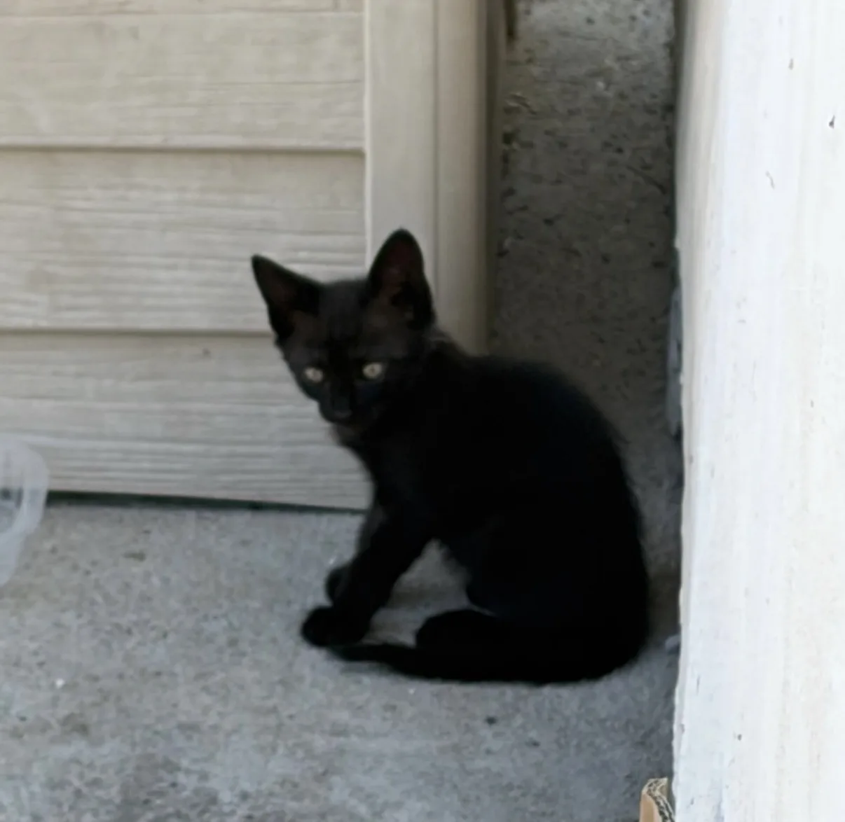 Morgana, gatto Euru in adozione a Vibo Valentia