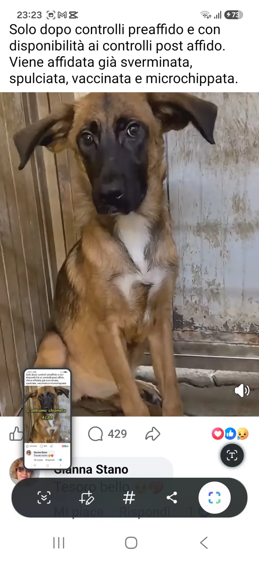 Foto 2 di Alba, cane Meticcio in adozione