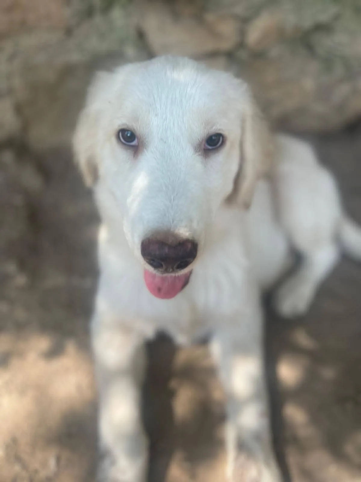 Foto 5 di Marella, cane Meticcio in adozione
