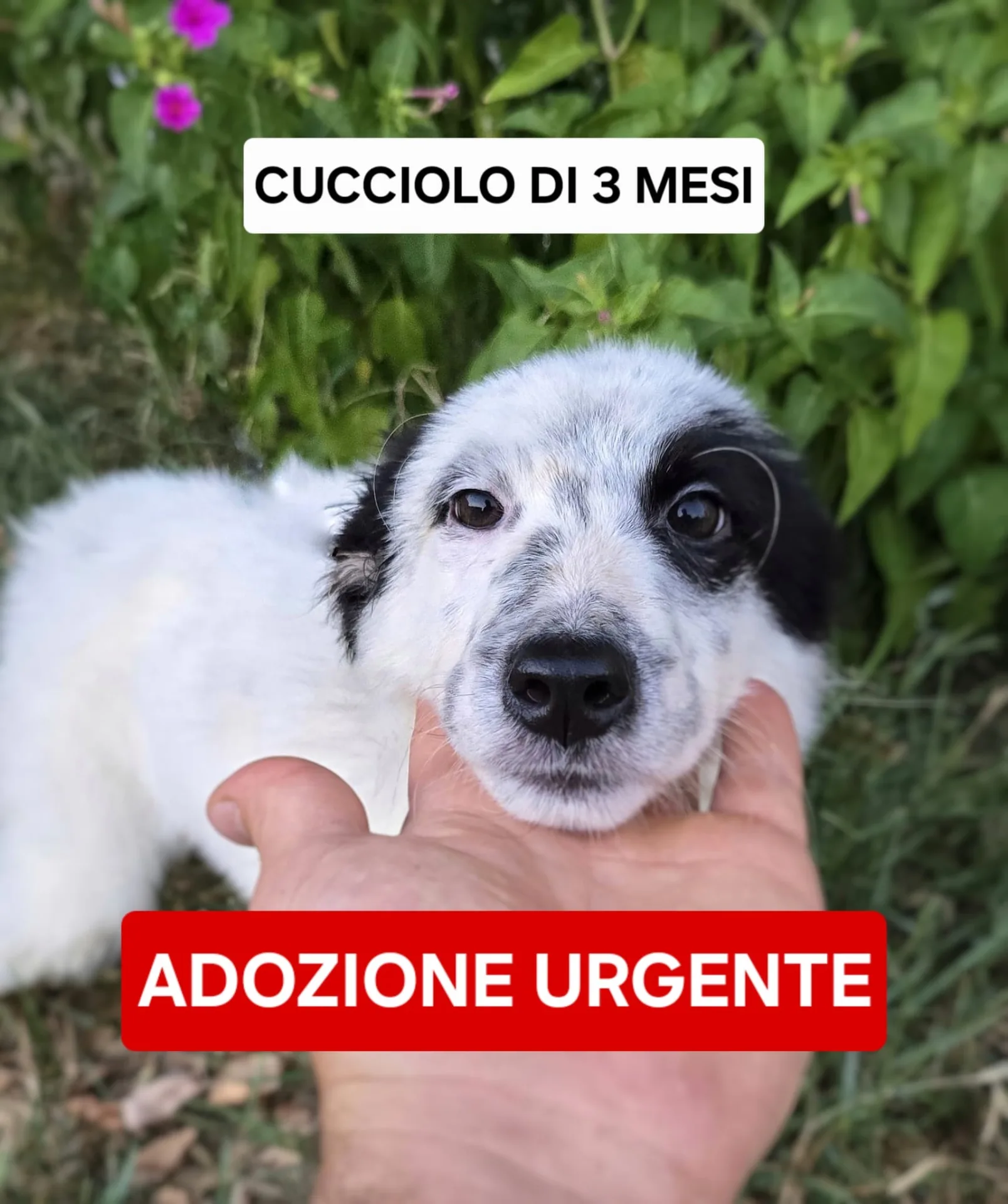 Romolo, cane Meticcio in adozione a Crotone