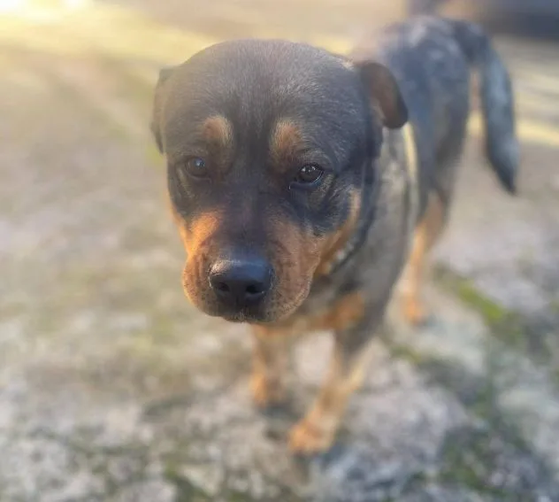 Kelly, cane meticcio in adozione a Latina - foto 3