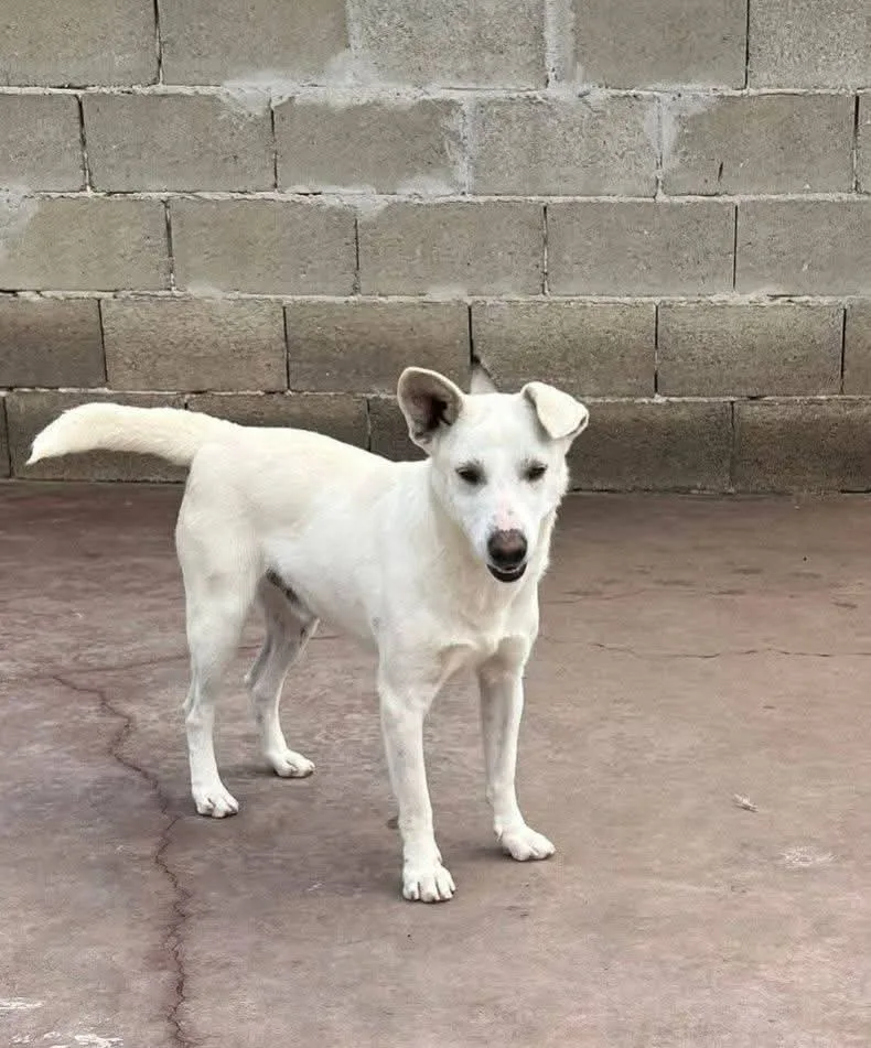 Oscar, cane in adozione a Siracusa - foto 1