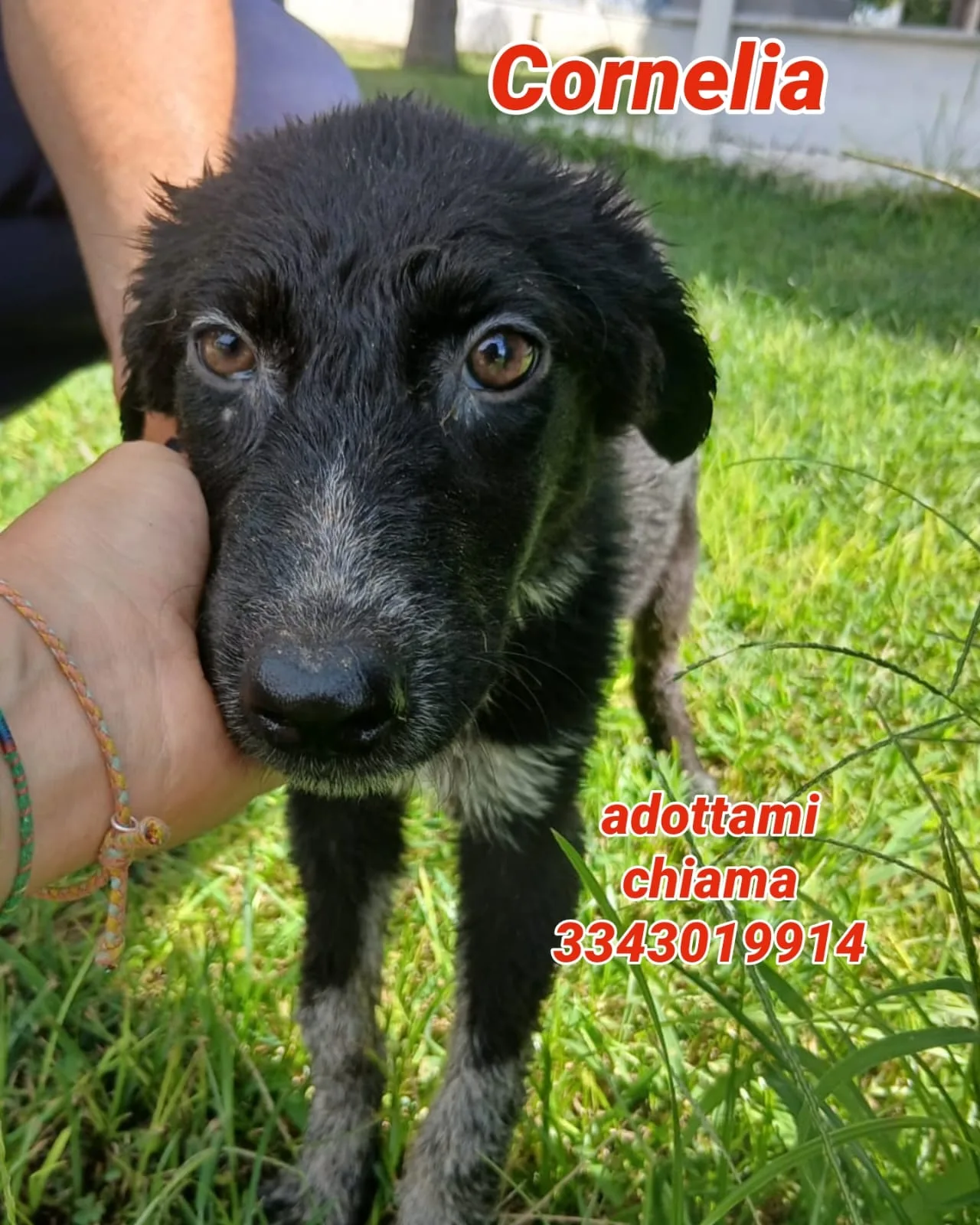 Cornelia, cane Meticcio in adozione a Crotone - foto 1