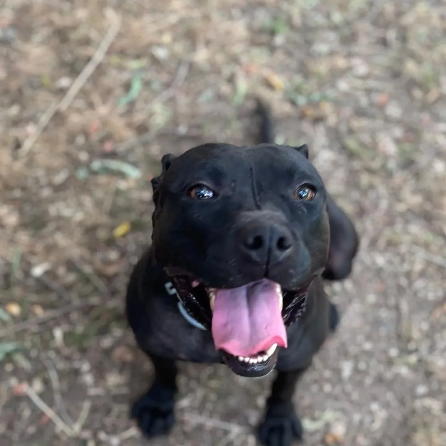 Sparta, cane in adozione a Latina - foto 3