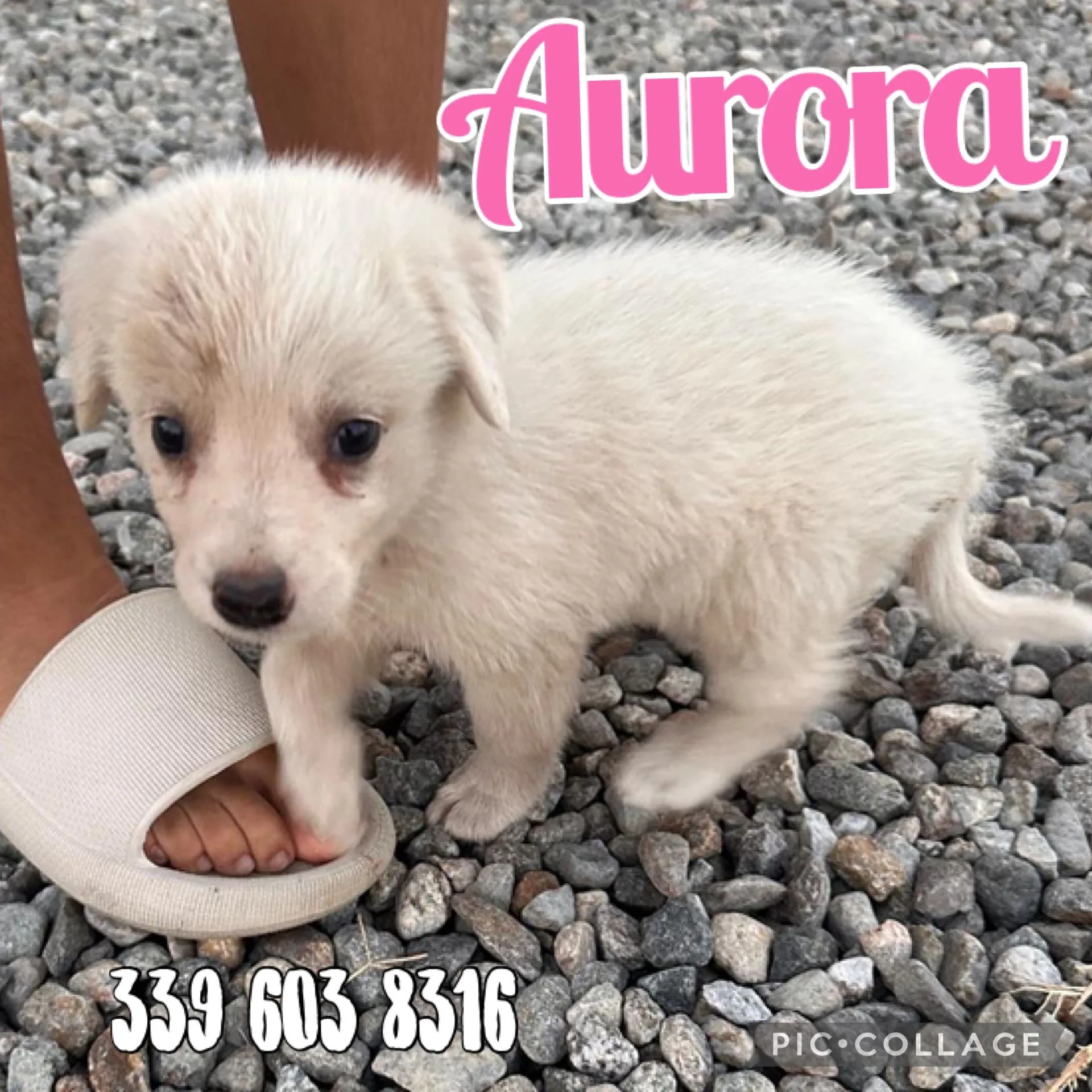 Aurora, cane Meticcio in adozione a Crotone