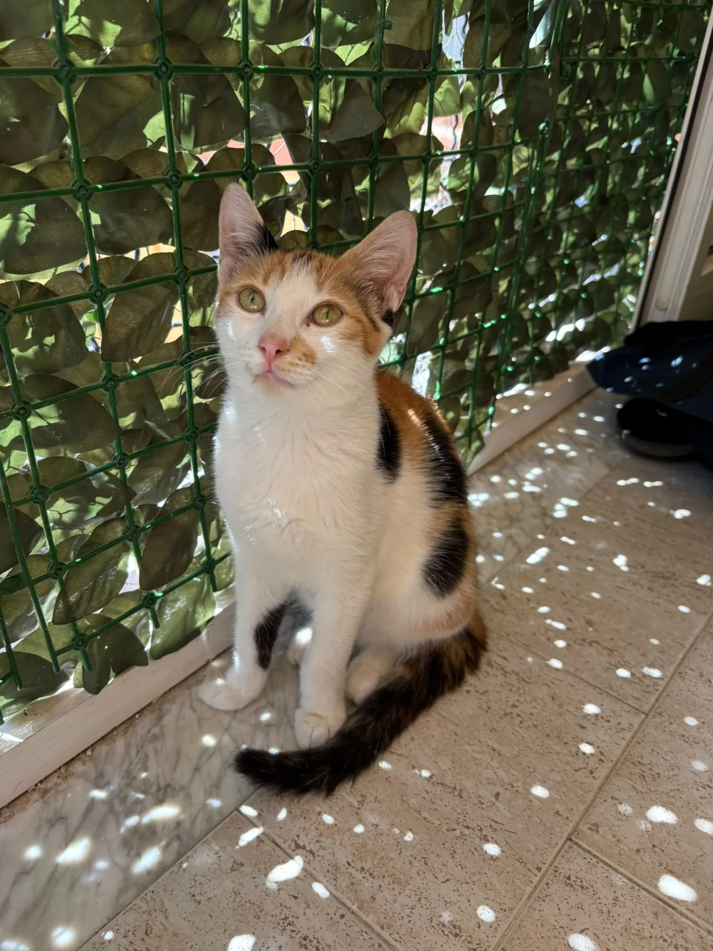 Siria, gatto Europeo in adozione a Napoli