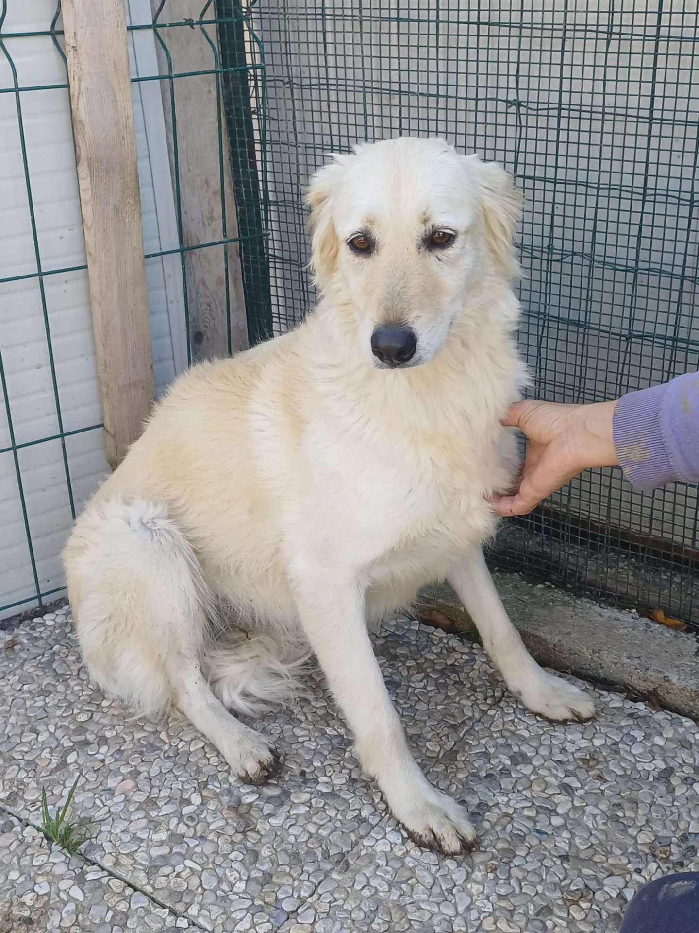 Bettina, cane Meticcio in adozione a Lecco - foto 3