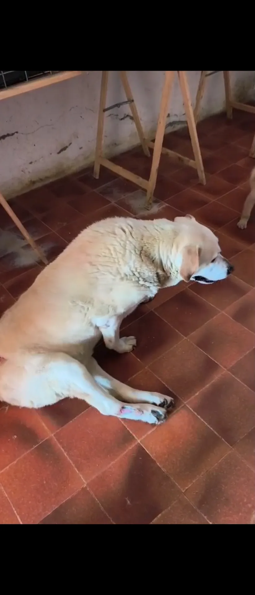 Ninì, cane LABRADOR in adozione a Milano - foto 3