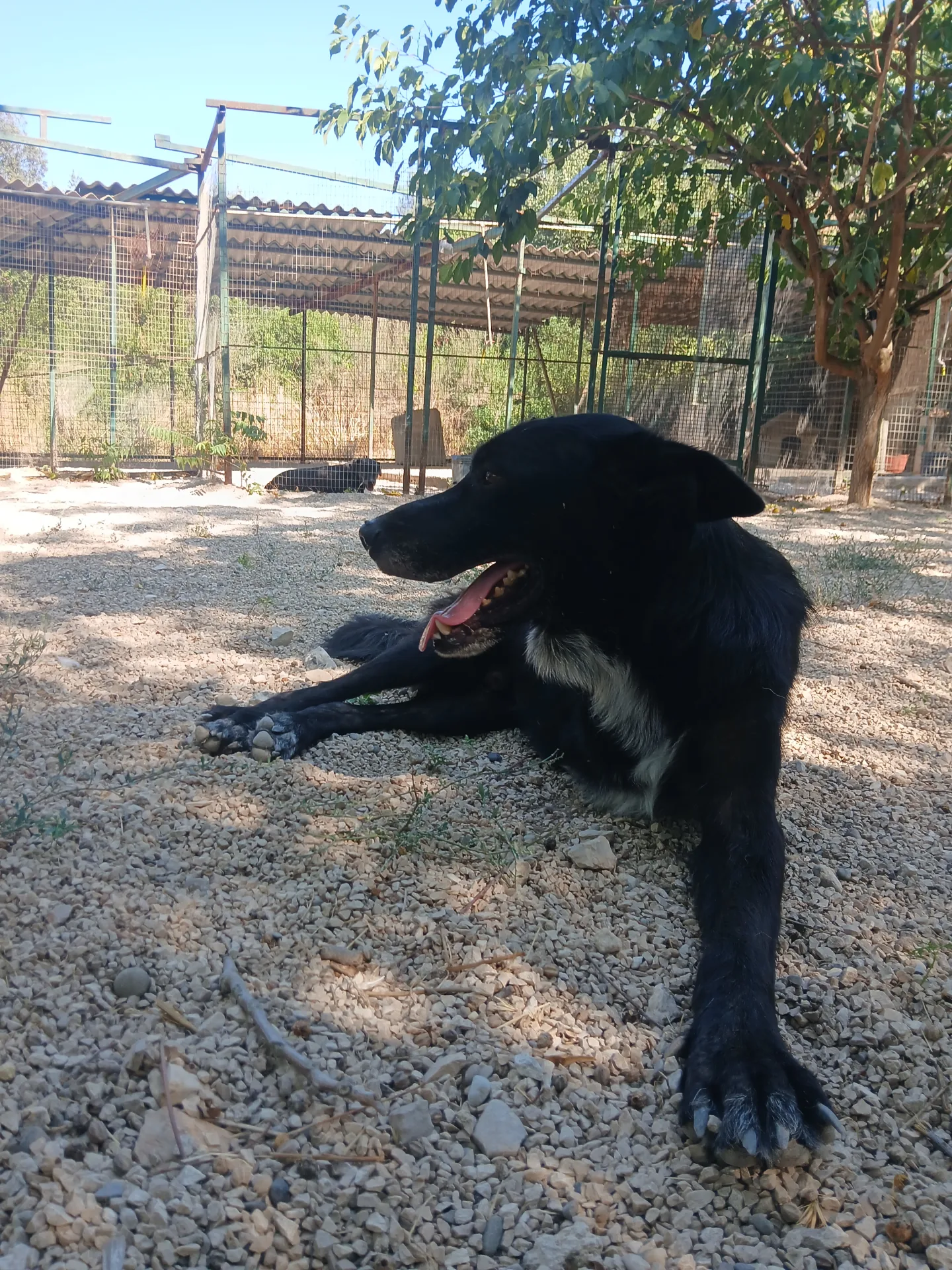 NOAH, cane Pastore in adozione a Taranto - foto 3