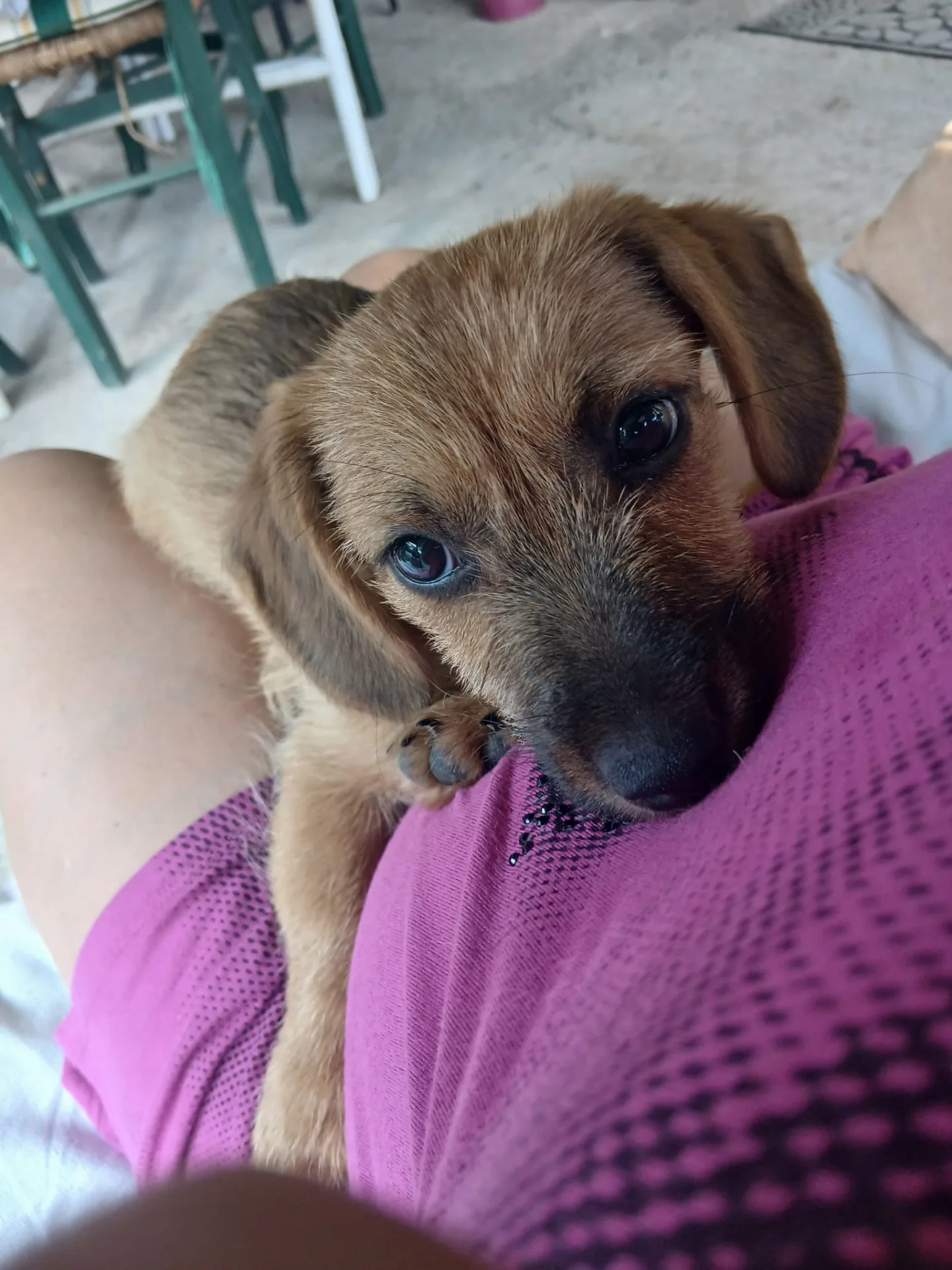 Foto 2 di Ninetta, cane Meticcio in adozione