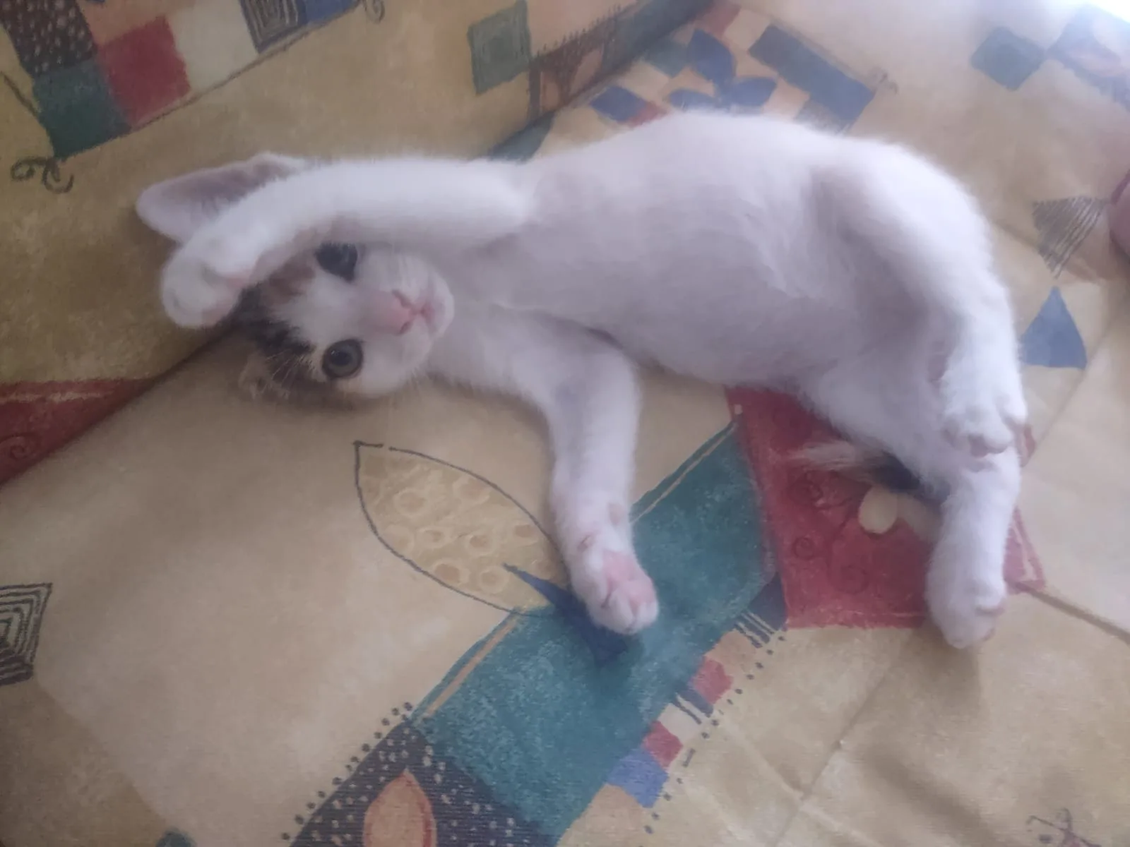 Foto 3 di Sofia, gatto Europea in adozione